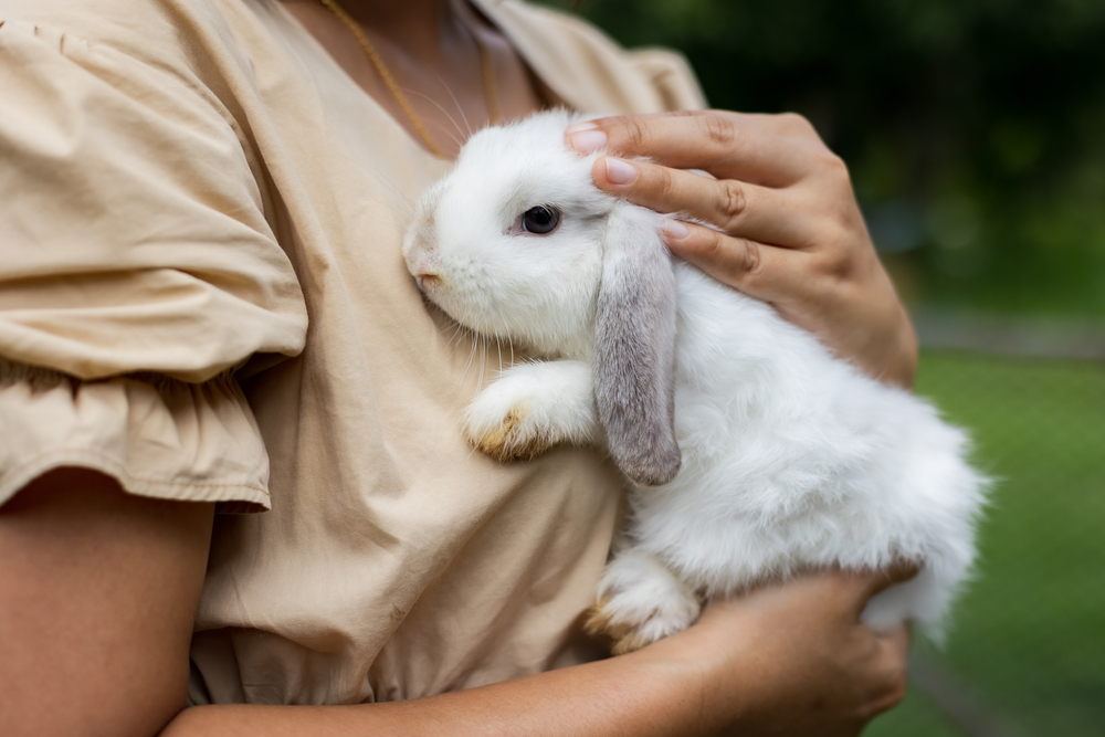 Institute for Natural Health Care Did you know the bunny effect can help you live longer and healthier?